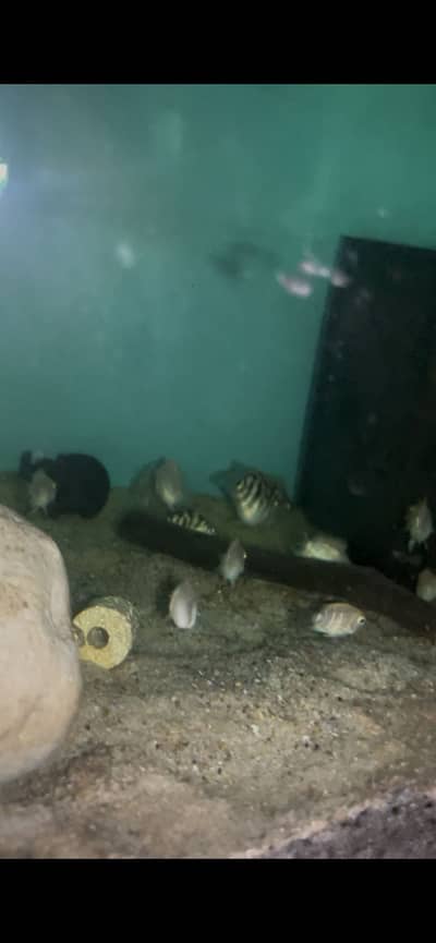 Blue and Snow Polar baby for sale