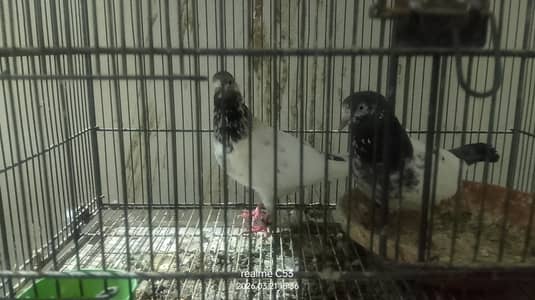Teddy pigeons for sale