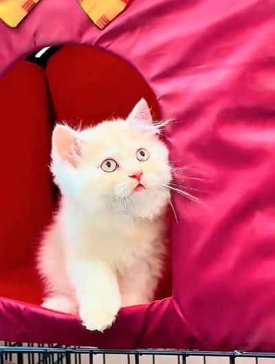 Cat Persian Persian kittens Blue eyes long hair 03/40\58/786\97;⁠)