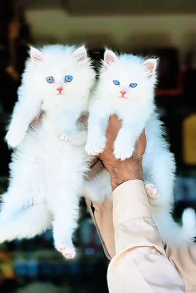 Cat Persian Persian kittens Blue eyes long hair 03/40\58/786\97:⁠-⁠D