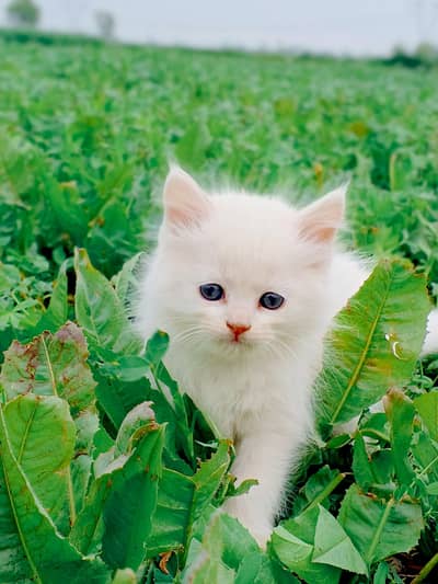 contact nmbr 03424921625 triple coated male little trnd