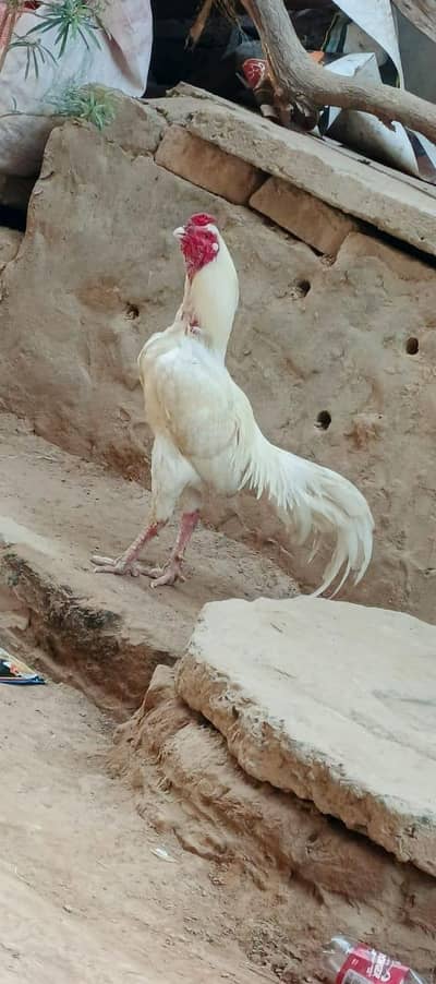 for sale because I am going out of city for work