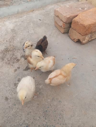 desi chicks for sale