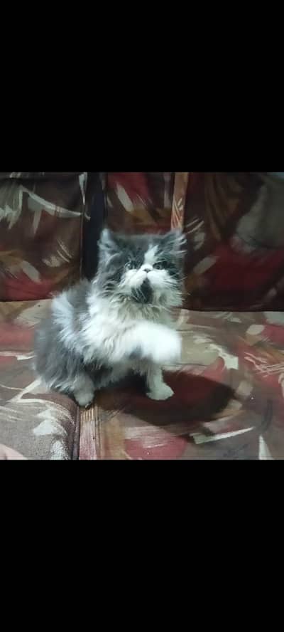 Persian Boy Kitten