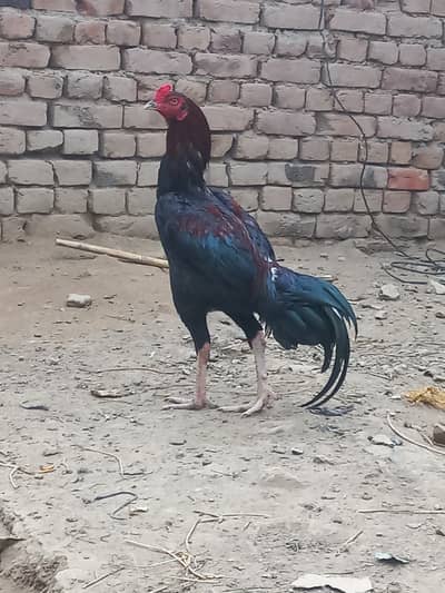 aseel murga for sale big height 03136832431