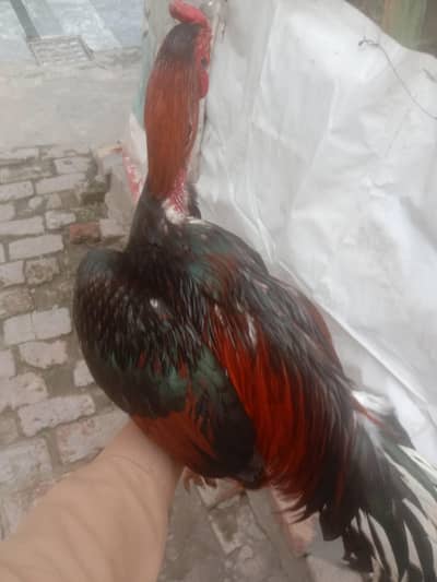 Pure Aseel chicken Mianwali Murgha for Sale – Strong & Healthy