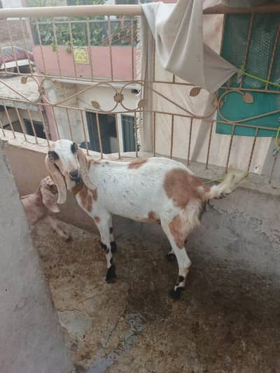 Urgent sell for bakri aik bakri hai or aik bacha hai