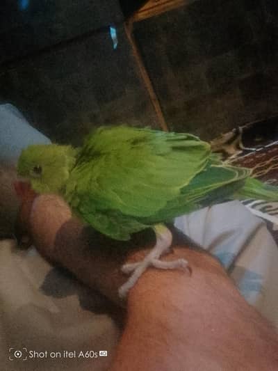 parrot baby. for sale