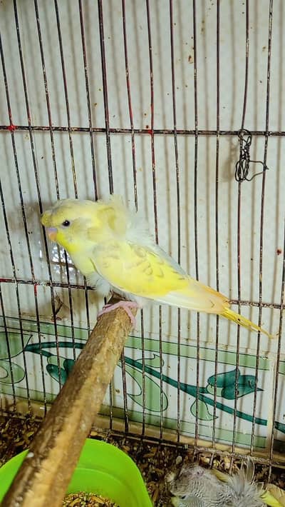 QUALITY HOGOROMO PATHY