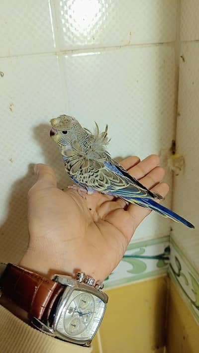 QUALITY HOGOROMO PATHY