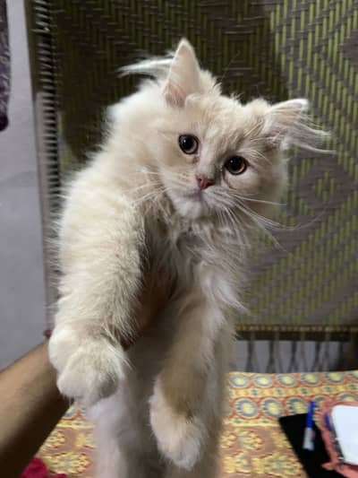 Beautiful Kittens for sale