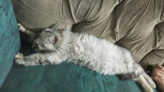 Persian Russia breed cat 3month baby