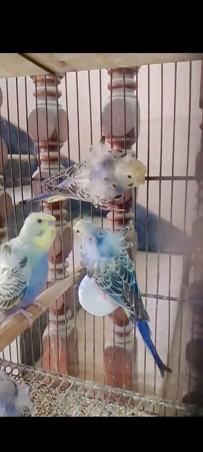 hogoromo pathey for sale