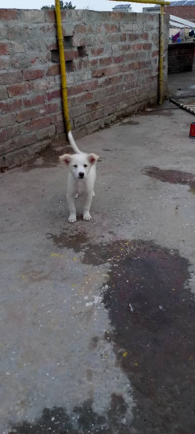 Russian dogs baby for sale