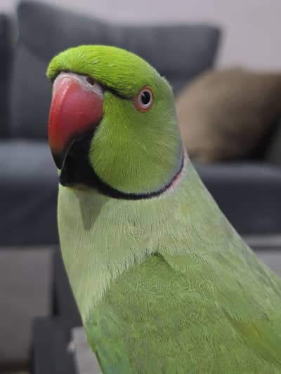 Ringneck Friendly Healthy Male