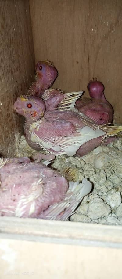 selling cream cocktail chicks