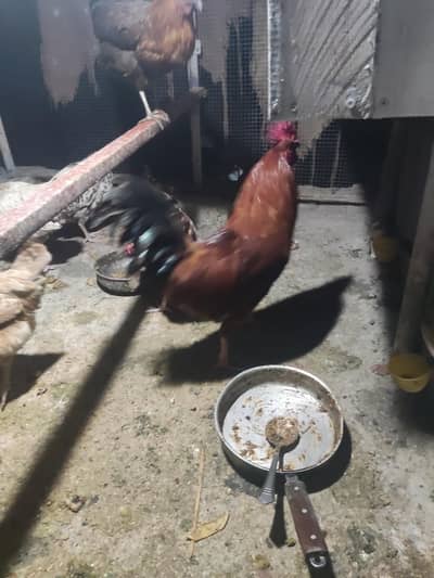 Desi Murgha For sale 1500 each