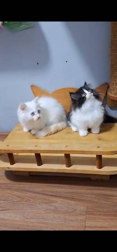 Quality Persian Punch face cat & kitten is 03233614642 WhatsApp