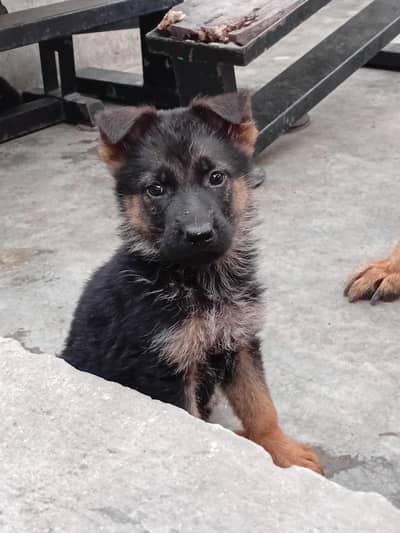 German Shepherd Puppies