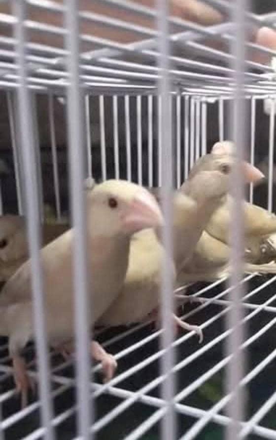 Fawn Java Dark color patha 0