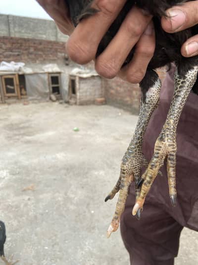 Burmi Chakis fore sale age 3 month