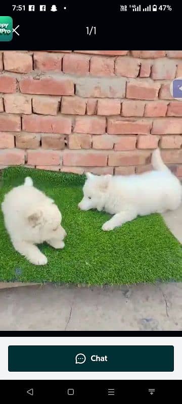 Russian puppy dog for sale only Whatsapp number 03327945291