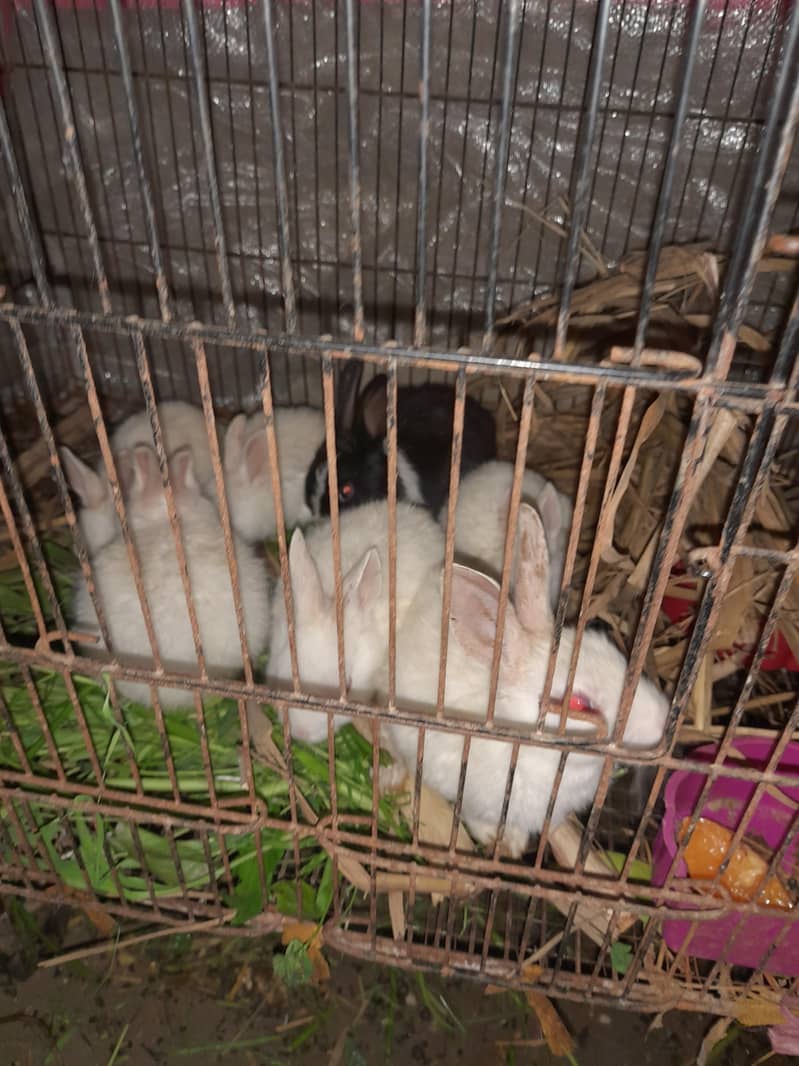 baby rabbits 2000 ka pair on eid - Rabbits - 1112460141