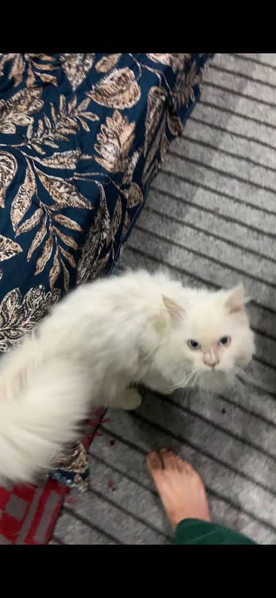 Cat male for sale urgent