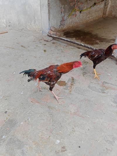 assel murgya for sale