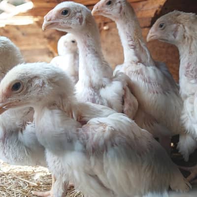 Hhite Shamo/Germen Shamo/ King size O shamo Chiks