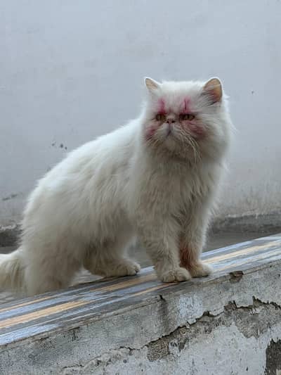 piki stud male for sale