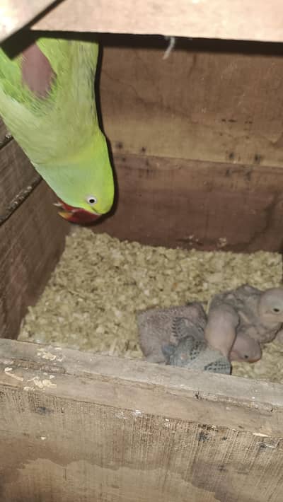 RAW Parrots baby Avaible