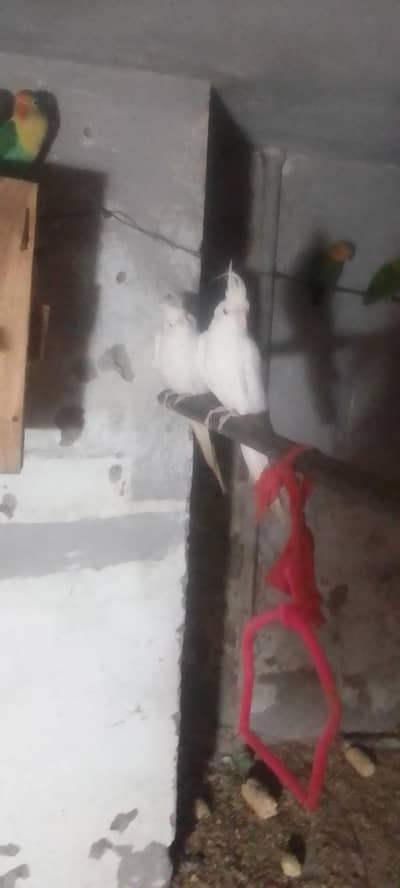 healthy and active aik dafa breed kar chuky hai