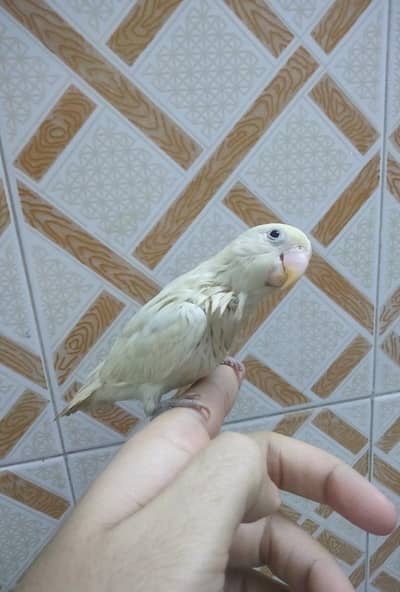 Hand Tame Black Eye Albino