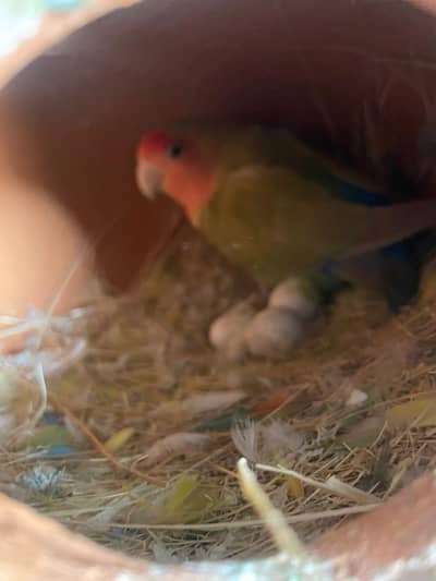 Lovebirds complete setup for sale single pairs also for sale with bred