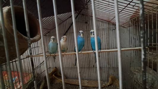 Budgie's 4 pices male 0332-9939958