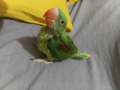 Raw parrot chickes home breed