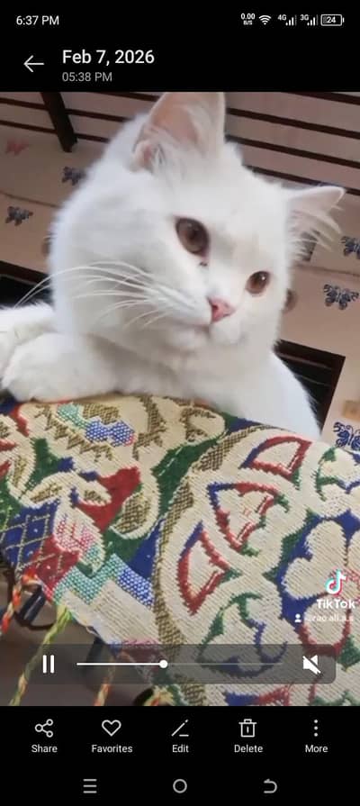 Russian cat white double coat