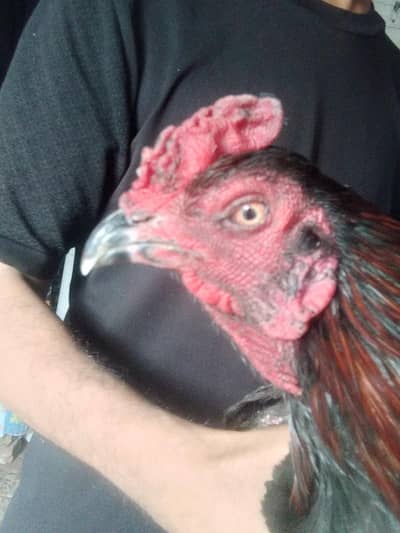 thai aseel pair for sale