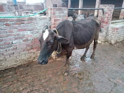 Frezian Cholistani Cow / cross cow /cow | بھینس for sale