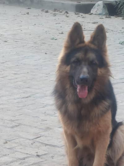 good dog 03144095951