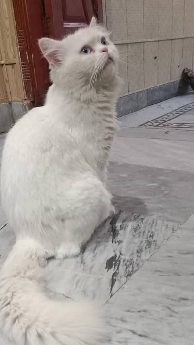male Persian cat