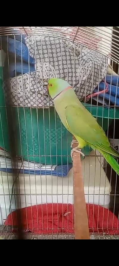 Green Ringneck Pair