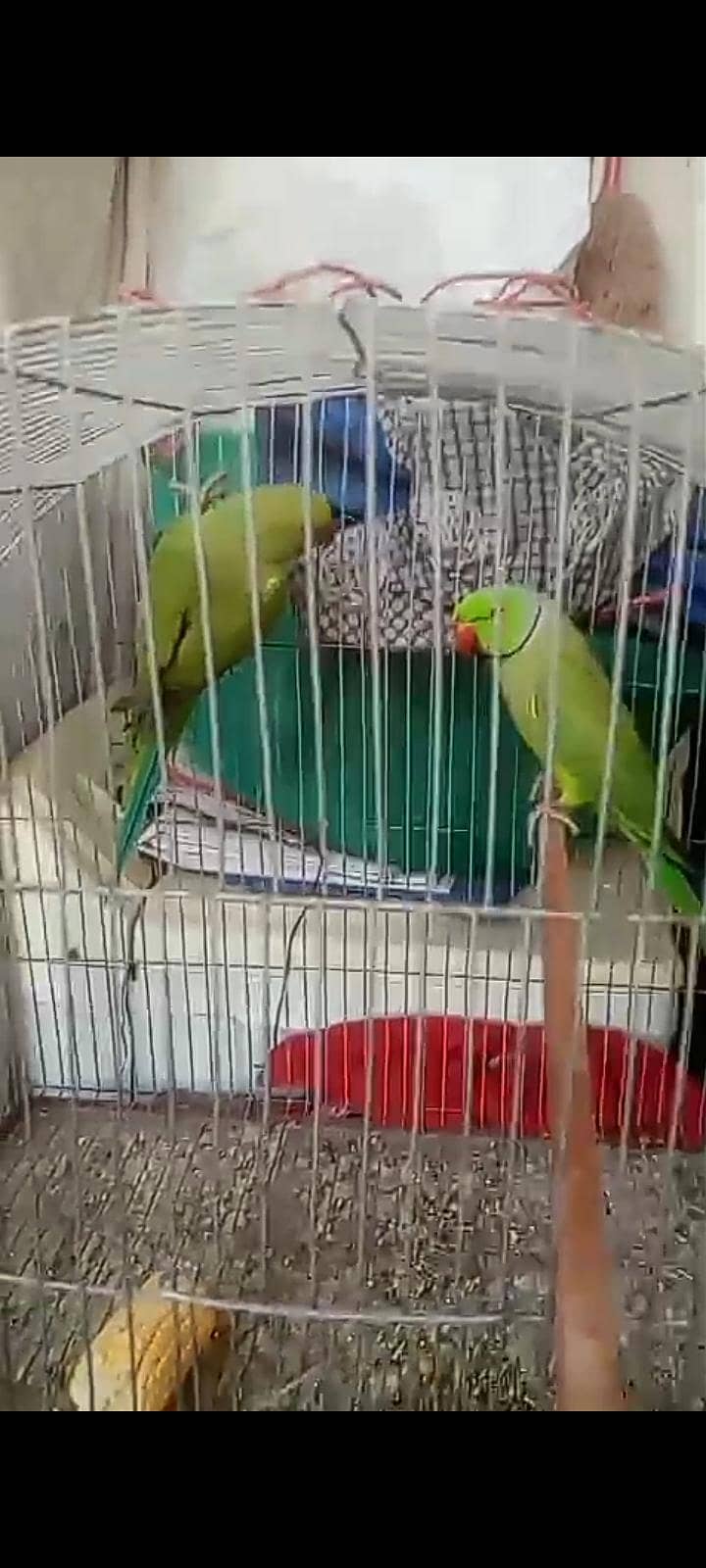 Green Ringneck Pair 1