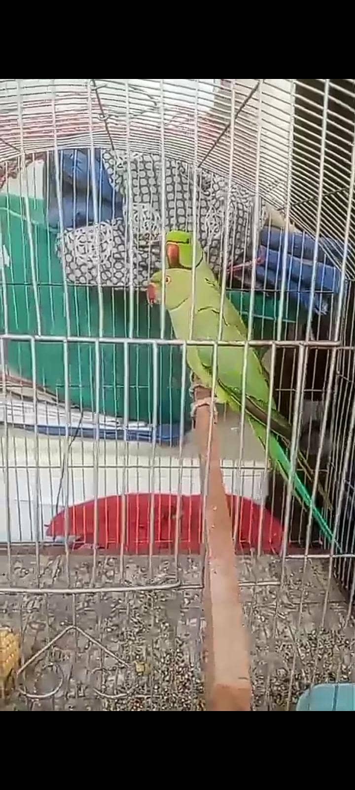 Green Ringneck Pair 2