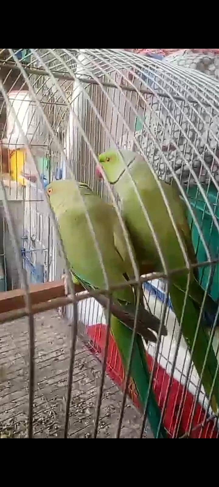 Green Ringneck Pair 3