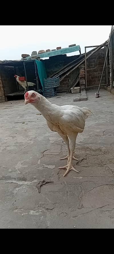 top qulity white heera aseel phatha WhatsApp  0/3/0/0/9/4/0/2/9/4/0