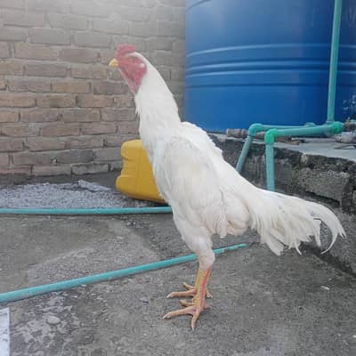 Aseel shamo pair for sale