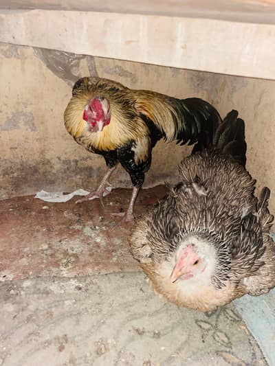 aseel pair for sale in reasonable price. original Aseel.