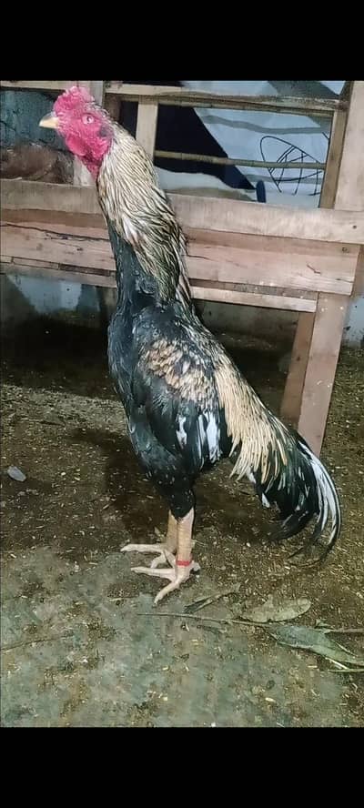 Aseel murga pakistani